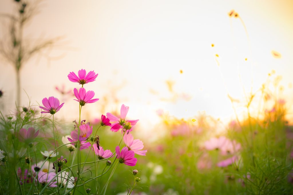 Garden with pink and white cosmos flowers growing