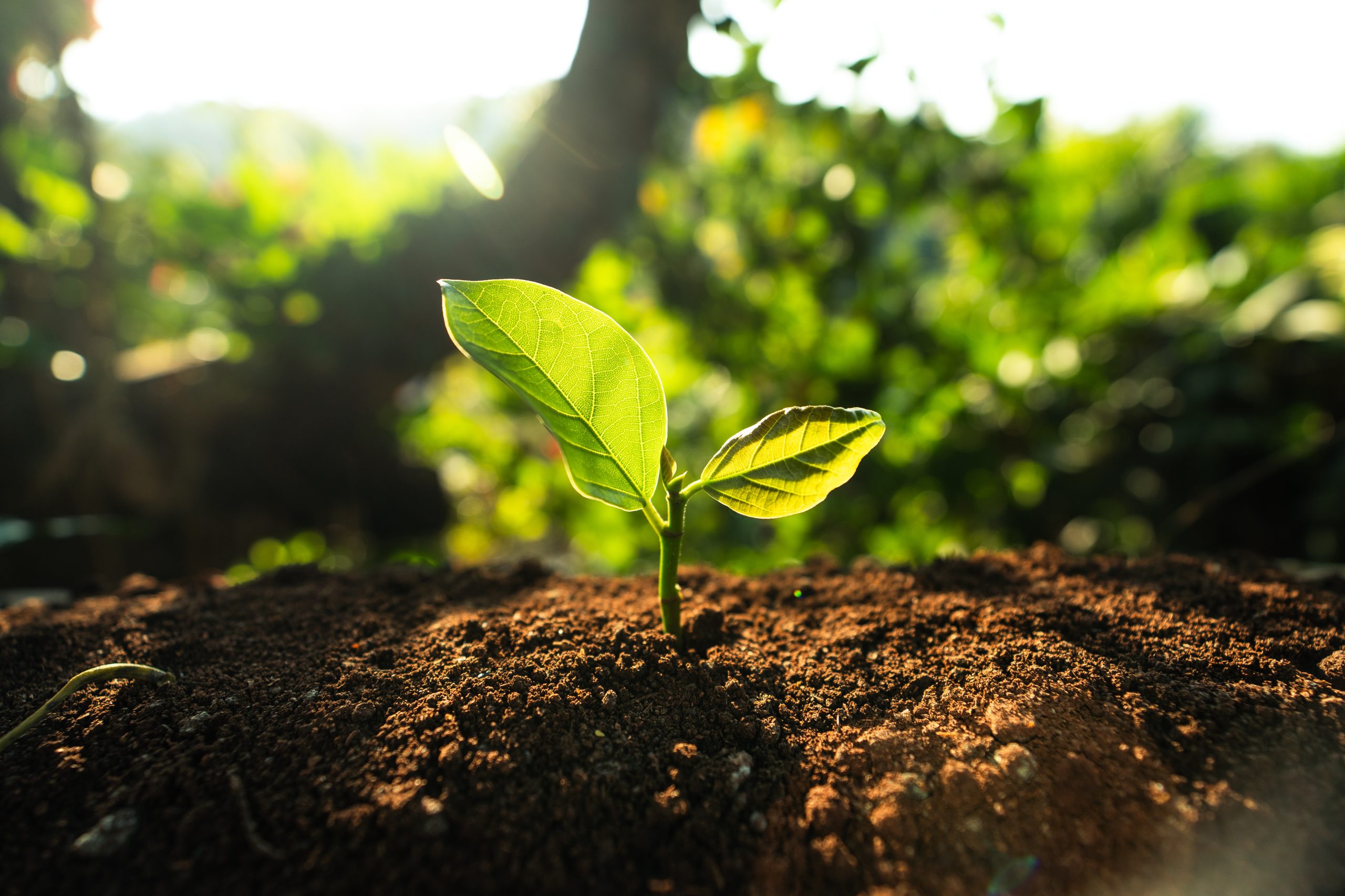 A small seedling growing from soil in a forest.